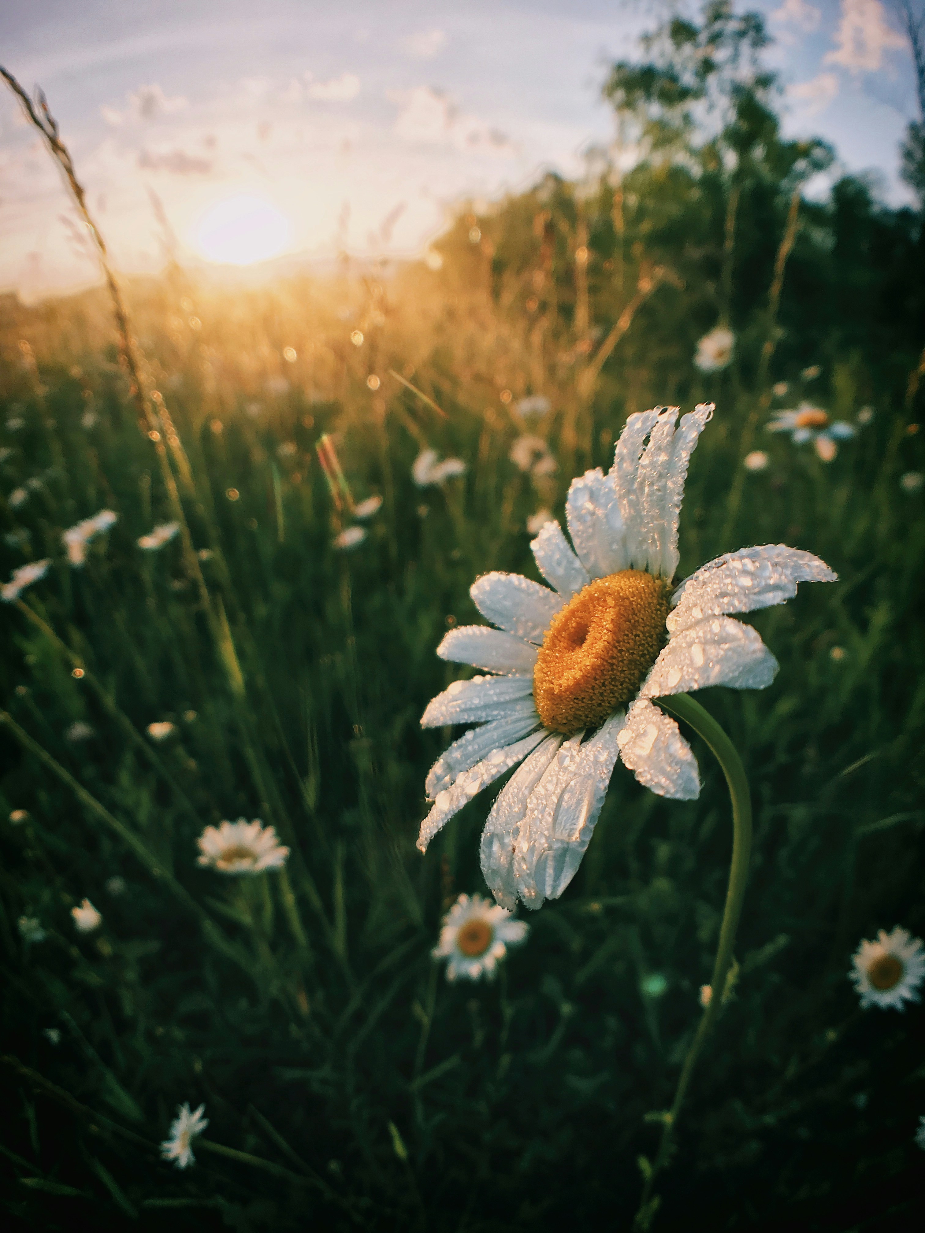 Decorative flower